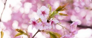 Preview wallpaper sakura, flowers, petals, pollen, branch, pink