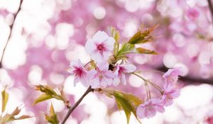 Preview wallpaper sakura, flowers, petals, pollen, branch, pink