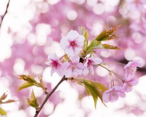 Preview wallpaper sakura, flowers, petals, pollen, branch, pink