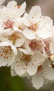 Preview wallpaper sakura, flowers, petals, branch