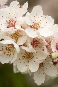 Preview wallpaper sakura, flowers, petals, branch