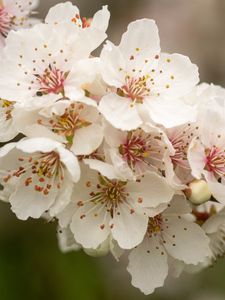 Preview wallpaper sakura, flowers, petals, branch