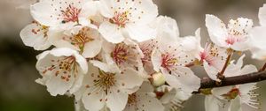 Preview wallpaper sakura, flowers, petals, branch