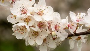 Preview wallpaper sakura, flowers, petals, branch