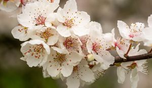 Preview wallpaper sakura, flowers, petals, branch