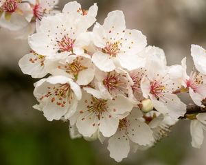 Preview wallpaper sakura, flowers, petals, branch