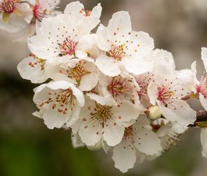 Preview wallpaper sakura, flowers, petals, branch