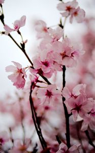 Preview wallpaper sakura, flowers, petals, spring, branches, pink