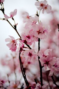 Preview wallpaper sakura, flowers, petals, spring, branches, pink