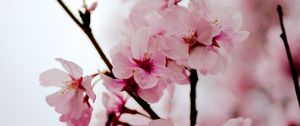 Preview wallpaper sakura, flowers, petals, spring, branches, pink