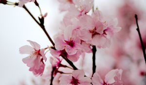 Preview wallpaper sakura, flowers, petals, spring, branches, pink