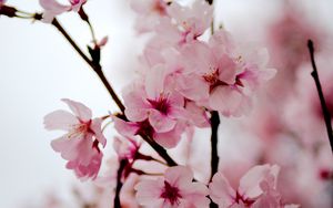 Preview wallpaper sakura, flowers, petals, spring, branches, pink