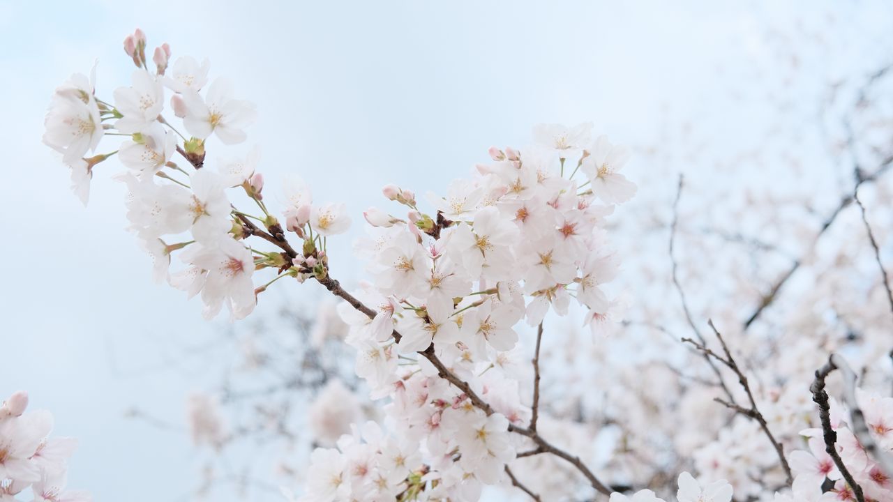 Wallpaper sakura, flowers, petals, spring, branch