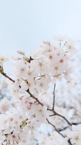 Preview wallpaper sakura, flowers, petals, spring, branch