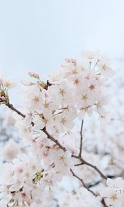 Preview wallpaper sakura, flowers, petals, spring, branch