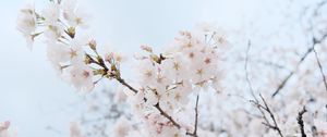 Preview wallpaper sakura, flowers, petals, spring, branch