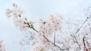 Preview wallpaper sakura, flowers, petals, spring, branch