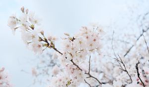 Preview wallpaper sakura, flowers, petals, spring, branch