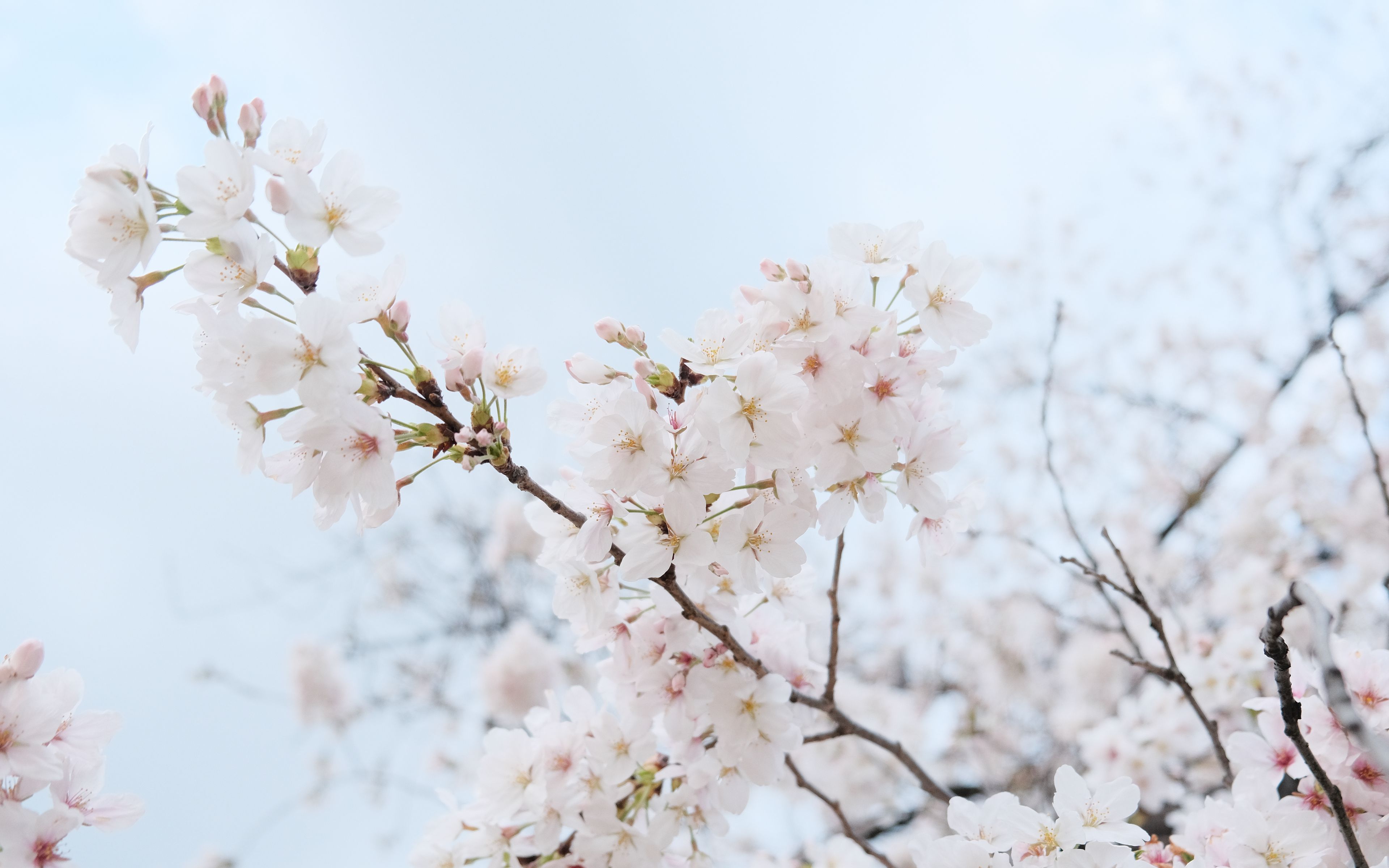 Download Wallpaper 3840x2400 Sakura Flowers Petals Spring Branch 4k