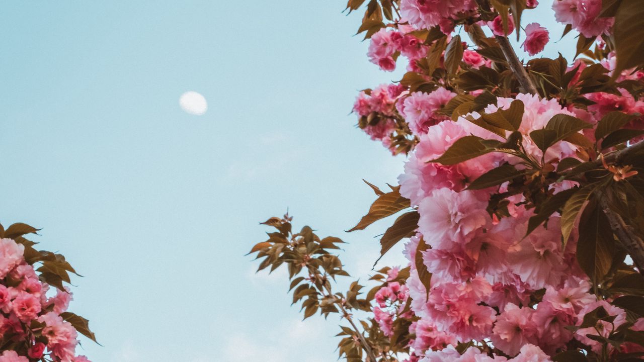 Wallpaper sakura, flowers, pink, sky, moon, bloom, spring
