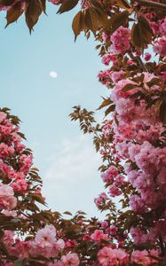 Preview wallpaper sakura, flowers, pink, sky, moon, bloom, spring