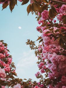 Preview wallpaper sakura, flowers, pink, sky, moon, bloom, spring