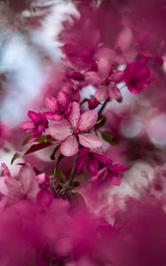 Preview wallpaper sakura, flowers, pink, bloom, branch