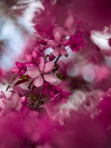 Preview wallpaper sakura, flowers, pink, bloom, branch