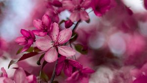 Preview wallpaper sakura, flowers, pink, bloom, branch