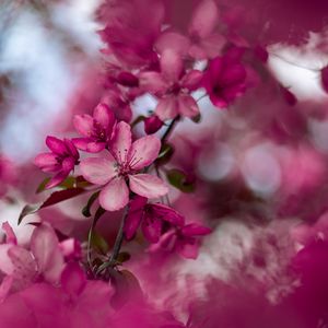 Preview wallpaper sakura, flowers, pink, bloom, branch