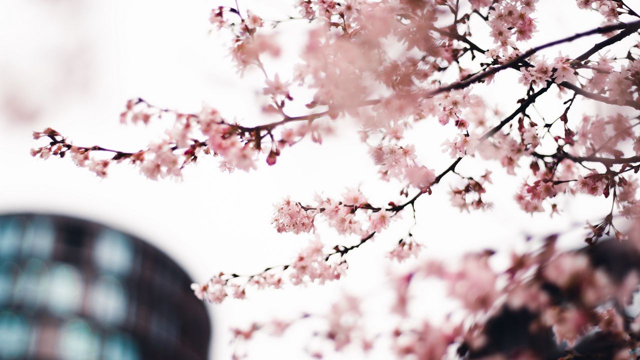 Wallpaper sakura, flowers, pink, tree, branches, city