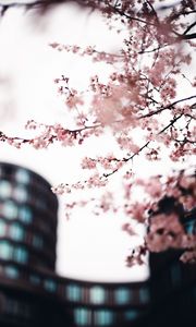 Preview wallpaper sakura, flowers, pink, tree, branches, city