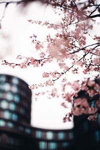 Preview wallpaper sakura, flowers, pink, tree, branches, city