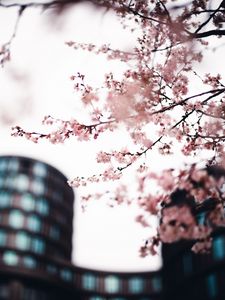 Preview wallpaper sakura, flowers, pink, tree, branches, city