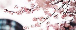 Preview wallpaper sakura, flowers, pink, tree, branches, city