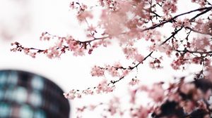 Preview wallpaper sakura, flowers, pink, tree, branches, city