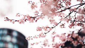 Preview wallpaper sakura, flowers, pink, tree, branches, city