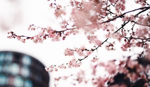 Preview wallpaper sakura, flowers, pink, tree, branches, city