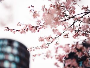 Preview wallpaper sakura, flowers, pink, tree, branches, city