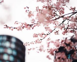 Preview wallpaper sakura, flowers, pink, tree, branches, city