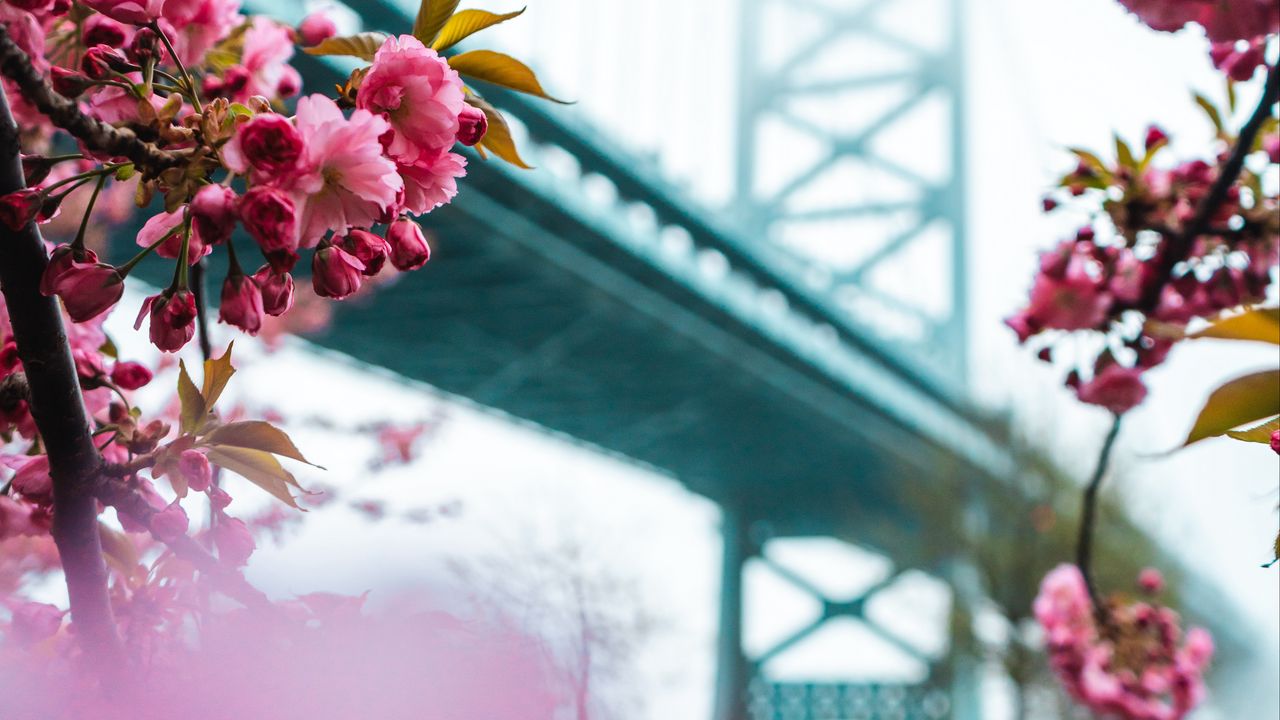 Wallpaper sakura, flowers, pink, bridge, spring