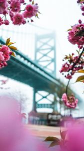 Preview wallpaper sakura, flowers, pink, bridge, spring