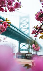 Preview wallpaper sakura, flowers, pink, bridge, spring