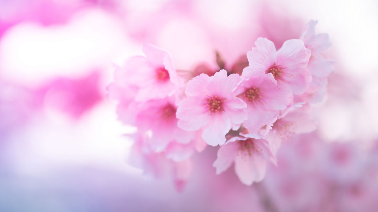 Wallpaper sakura, flowers, pink, macro, closeup