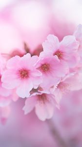 Preview wallpaper sakura, flowers, pink, macro, closeup