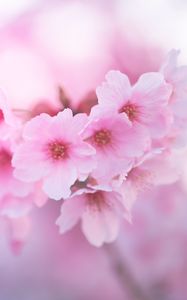 Preview wallpaper sakura, flowers, pink, macro, closeup