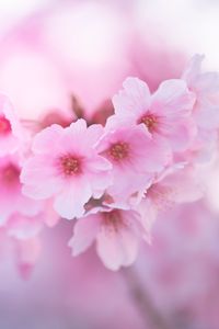 Preview wallpaper sakura, flowers, pink, macro, closeup