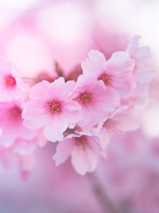 Preview wallpaper sakura, flowers, pink, macro, closeup