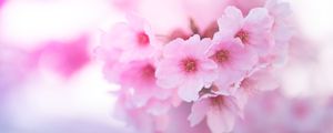 Preview wallpaper sakura, flowers, pink, macro, closeup