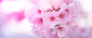 Preview wallpaper sakura, flowers, pink, macro, closeup